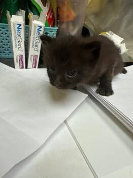 BARON -  Domestic Short Hair Cat for Adoption in Crossville, Tennessee - BARON | PetCurious