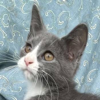 Scratch Card -  Domestic Medium Hair Cat for Adoption in Grand Rapids, Minnesota - Scratch Card | PetCurious