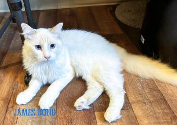 James Bond -  Domestic Medium Hair and Turkish Angora Cat for Adoption in Mooresville, North Carolina - James Bond | PetCurious