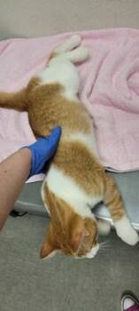 Nemo -  Domestic Short Hair Cat for Adoption in Eugene, Oregon - Nemo | PetCurious