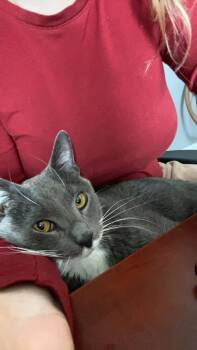 Domestic Short Hair Cats Available for Adoption in Newtown Square, Pennsylvania - Grayson | PetCurious