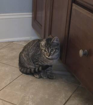 Vinnie -  Domestic Short Hair Cat for Adoption in Raleigh, North Carolina - Vinnie | PetCurious