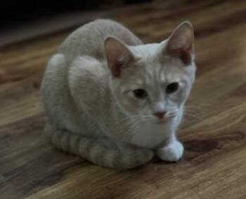 Domestic Short Hair Cats Available for Adoption in Lemoyne, Pennsylvania - George | PetCurious