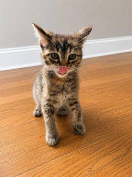 String Bean -  Domestic Short Hair and Tabby Cat for Adoption in Homer Glen, Illinois - String Bean | PetCurious