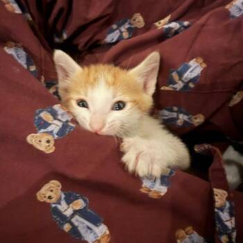 Kermit Houston -  Domestic Short Hair Cat for Adoption in Denver, Colorado - Kermit Houston | PetCurious