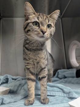 Robin -  Domestic Short Hair Cat for Adoption in Springfield, Illinois - Robin | PetCurious