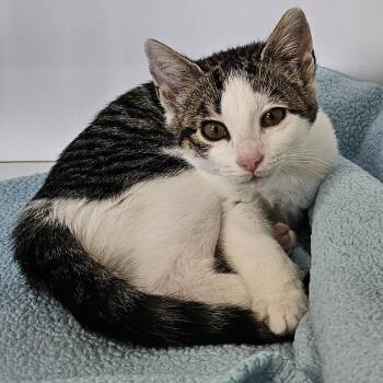 Selena -  Domestic Short Hair Cat for Adoption in Monroe, Michigan - Selena | PetCurious