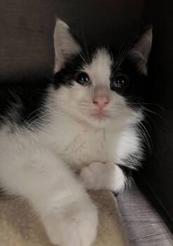 Rescue Domestic Short Hair Cats for Adoption in Huntington, Indiana - Goofy | PetCurious