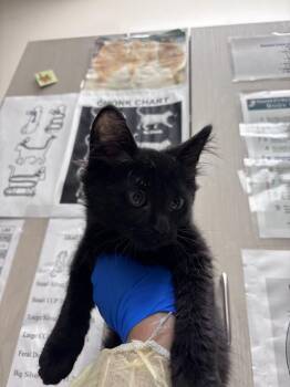 DANA -  Domestic Short Hair Cat Available for Adoption in Las Vegas, Nevada - DANA | PetCurious
