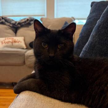 Bandito -  Domestic Short Hair Cat for Adoption in Saint Paul, Minnesota - Bandito | PetCurious