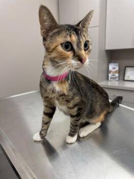 LYLAS -  Domestic Short Hair Cat for Adoption in Peoria, Illinois - LYLAS | PetCurious