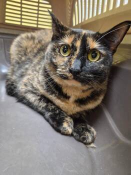 KIO (SPAYED) -  Domestic Short Hair Cat for Adoption in Crossville, Tennessee - KIO (SPAYED) | PetCurious