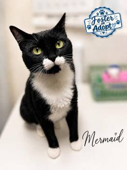 Mermaid (FCID# 05/19/2026 - 79) Willow Grove -  Tuxedo Cat for Adoption in Greenville, Delaware - Mermaid (FCID# 05/19/2026 - 79) Willow Grove | PetCurious