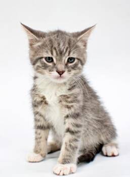 Habanero -  Domestic Short Hair Cat Available for Adoption in Morton Grove, Illinois - Habanero | PetCurious