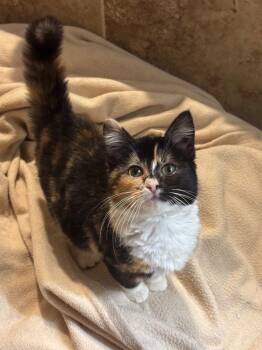 Calico and Domestic Short Hair Cats Available for Adoption - Abigail | PetCurious