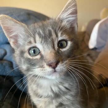 Sir Meows A Lot -  Domestic Short Hair Cat for Adoption in Idaho Falls, Idaho - Sir Meows A Lot | PetCurious
