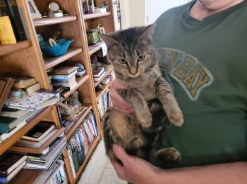 Tabby and Domestic Short Hair Cats Available for Adoption - Squirt | PetCurious