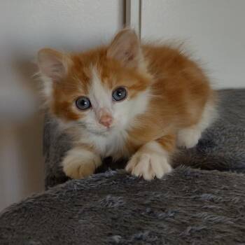 Domestic Long Hair Cats Available for Adoption - Cornelius | PetCurious