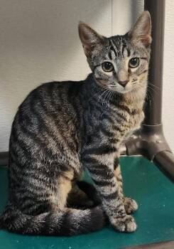 Kitten 27802 (Conchita) -  Tabby Cat for Adoption in Parlier, California - Kitten 27802 (Conchita) | PetCurious