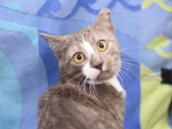 Rescue Domestic Short Hair Cats for Adoption in Portland, Oregon - Half-Pint | PetCurious