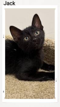 Jack -  Domestic Short Hair Cat for Adoption in Caistor Centre, Ontario - Jack | PetCurious