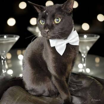 Rescue Domestic Short Hair Cats for Adoption in Greensburg, Pennsylvania - Carbon | PetCurious