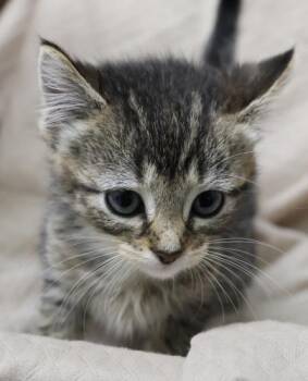 Purrmesan -  Domestic Short Hair Cat for Adoption in Thief River Falls, Minnesota - Purrmesan | PetCurious