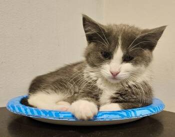 Glider Bonded Pair -  Domestic Short Hair Cat for Adoption in Chicago, Illinois - Glider Bonded Pair | PetCurious