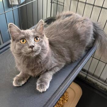 Tribble -  Domestic Medium Hair Cat for Adoption in Kerrville, Texas - Tribble | PetCurious