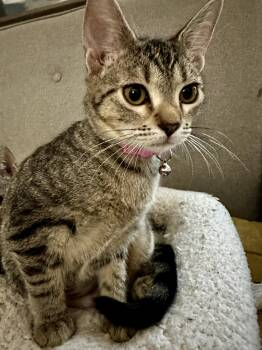 ESSIE -  Domestic Short Hair Cat for Adoption in Wilmington, North Carolina - ESSIE | PetCurious