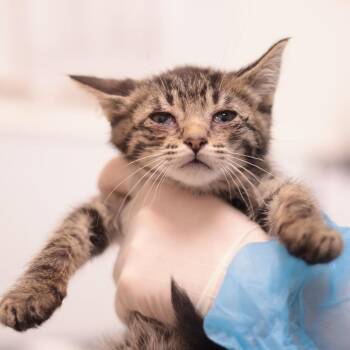 Domestic Short Hair Cats Available for Adoption in Philadelphia, Pennsylvania - Queenlard | PetCurious