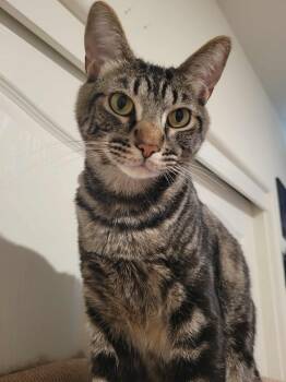 Rescue Tabby Cats for Adoption in Yuba City, California - Motomoto | PetCurious