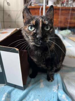 Rescue Domestic Short Hair Cats for Adoption in Warrenton, Oregon - Alaska | PetCurious