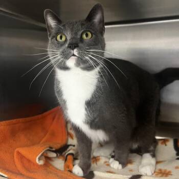 Rescue American Shorthair Cats for Adoption in Fort Wayne, Indiana - Sarah | PetCurious