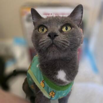 Clawra -  Domestic Short Hair Cat for Adoption in Layton, Utah - Clawra | PetCurious