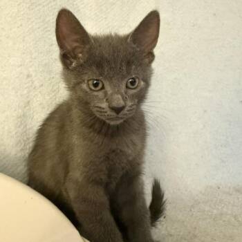 Smoke -  Domestic Short Hair Cat for Adoption in Bedford, New Hampshire - Smoke | PetCurious