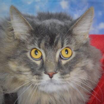 Church -  Maine Coon and Domestic Long Hair Cat for Adoption in Huntley, Illinois - Church | PetCurious