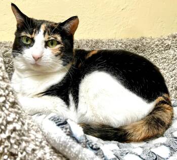 Calico Cats Available for Adoption - SQUEAKERS | PetCurious