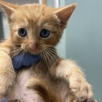 Cantaloupe -  Domestic Short Hair Cat for Adoption in Lenexa, Kansas - Cantaloupe | PetCurious