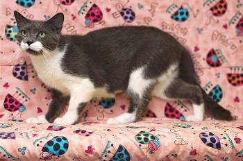 Rescue Domestic Short Hair Cats for Adoption in Talladega, Alabama - Cloudy 25/644 | PetCurious
