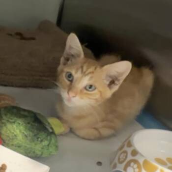 Spur -  Domestic Short Hair Cat for Adoption in Abilene, Texas - Spur | PetCurious