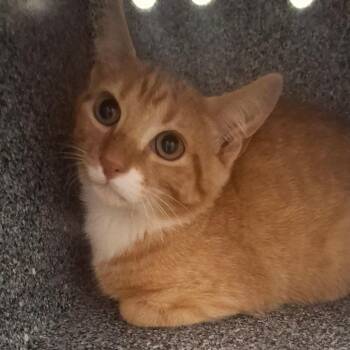 Cheeto -  Domestic Short Hair Cat for Adoption in Birmingham, Alabama - Cheeto | PetCurious