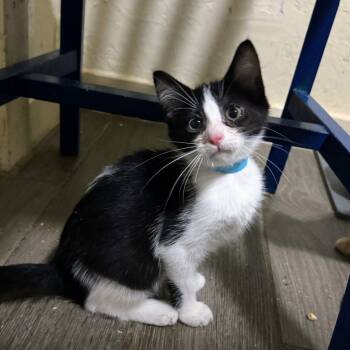 Rescue Domestic Medium Hair Cats for Adoption in Portage, Michigan - Mint Chip | PetCurious