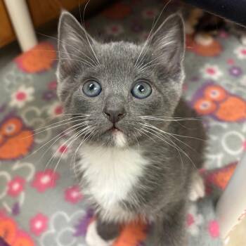 Domestic Short Hair Cats Available for Adoption in Sunnyvale, California - Johnny | PetCurious