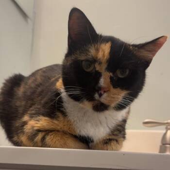 Domestic Short Hair Cats Available for Adoption - Callie | PetCurious