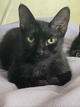 Eleanor -  Domestic Short Hair Cat for Adoption in Oviedo, Florida - Eleanor | PetCurious