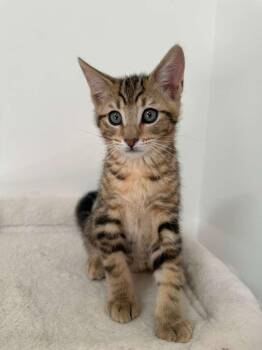 Domestic Short Hair Cats Available for Adoption in Sandy Springs, Georgia - Dustin (bonded W/ Parker) | PetCurious