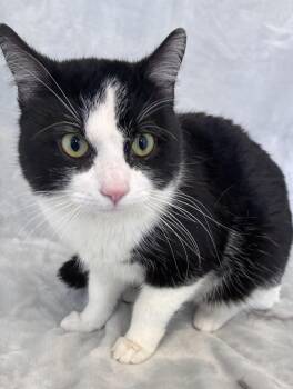Domestic Short Hair Cats Available for Adoption in Buffalo, Minnesota - Victor  | PetCurious