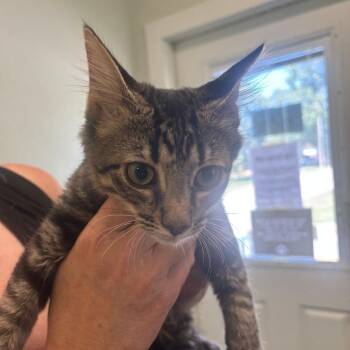 Yadam -  Domestic Medium Hair Cat for Adoption in Jasper, Indiana - Yadam | PetCurious