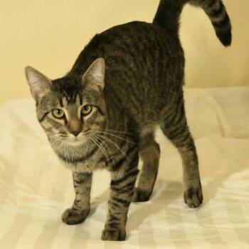 Vader -  Domestic Short Hair Cat for Adoption in Matteson, Illinois - Vader | PetCurious